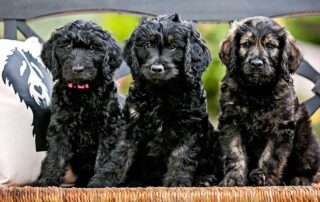 How to Discipline a Goldendoodle Puppy