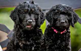 How to Potty Train a Goldendoodle Puppy