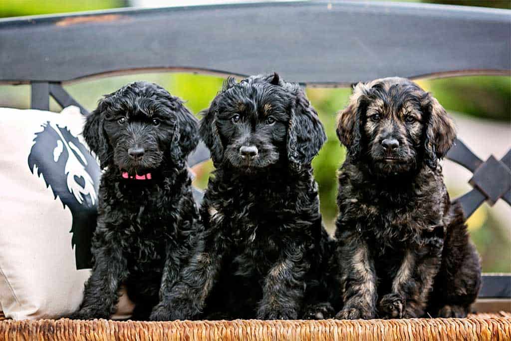 Goldendoodle Breeding Guideline