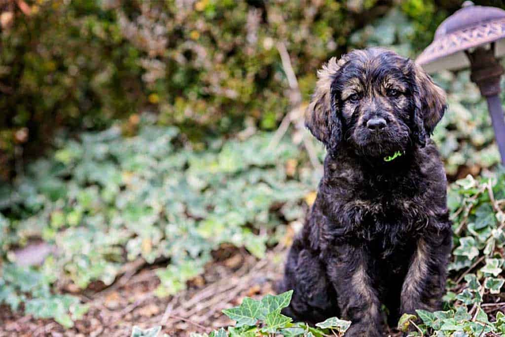 Vaccine Schedule for a First year Goldendoodle Puppy