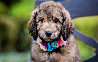 Poodle vs. Goldendoodle: All the Differences and Similarities