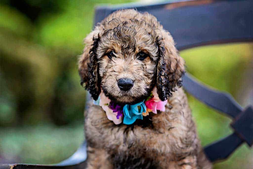 What distinguishes the different Goldendoodle breeds