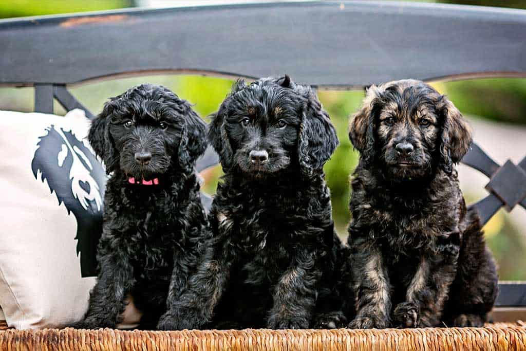 Appearance of Goldendoodle