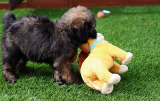 Everything You Need to Know About Goldendoodles with Straight Hair