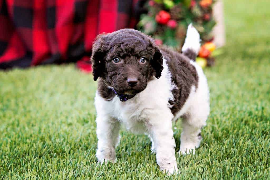 F2B Goldendoodle Personality