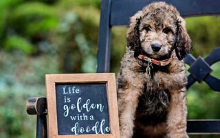 F2B Mini Goldendoodle: Everything You Should Know