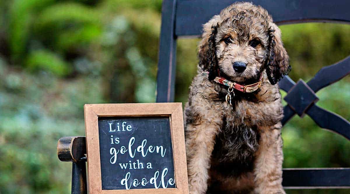 mini golden doodle dog
