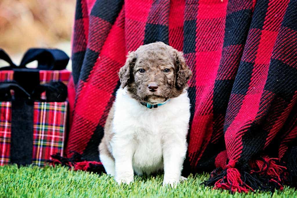 F2B Mini Goldendoodle Lifespan