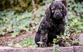 Full Grown Miniature Goldendoodle