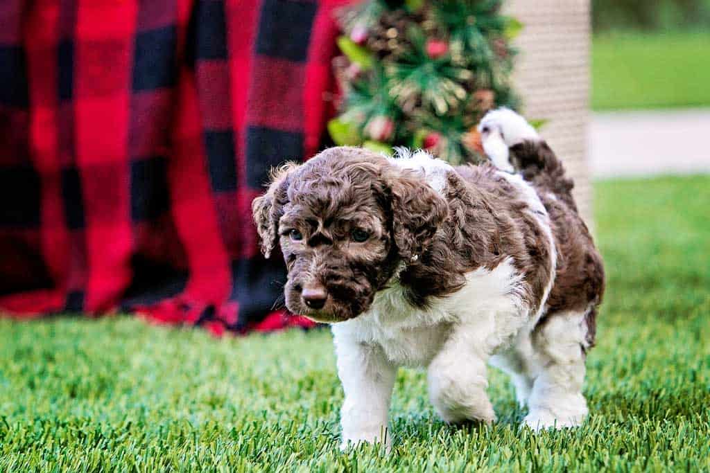 Goldendoodle