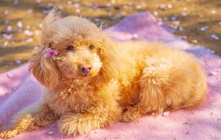 Apricot color Goldendoodle