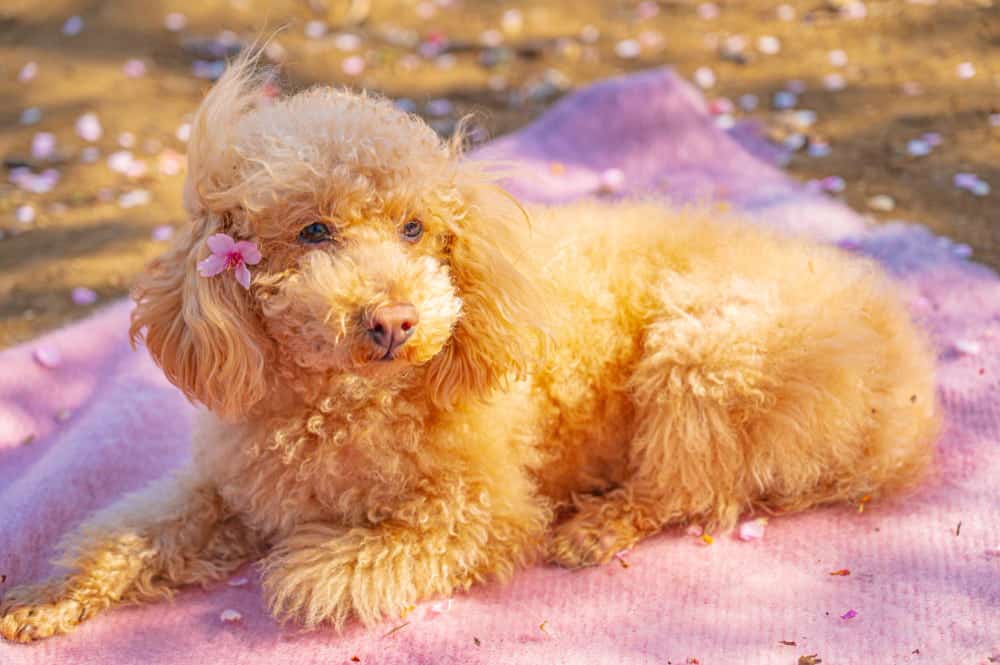 Apricot Color Goldendoodle 17 Surprising Things About It