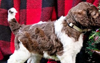 Chocolate Goldendoodle Breed Profile