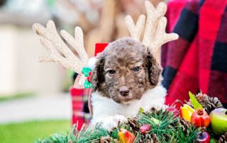 Do Mini Goldendoodles Shed?