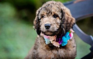 Goldendoodle Coat Types