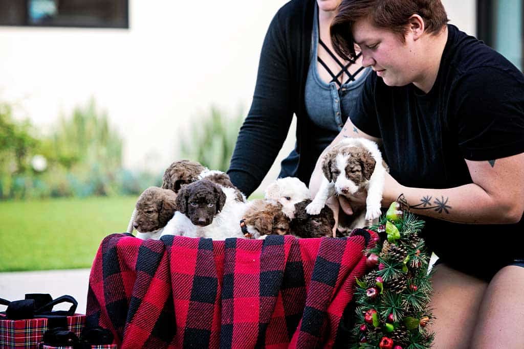 Goldendoodle Grooming