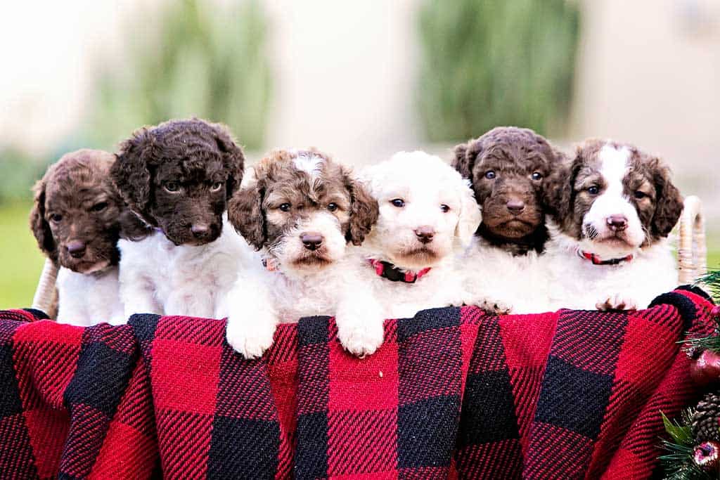 History of the Chocolate Goldendoodle