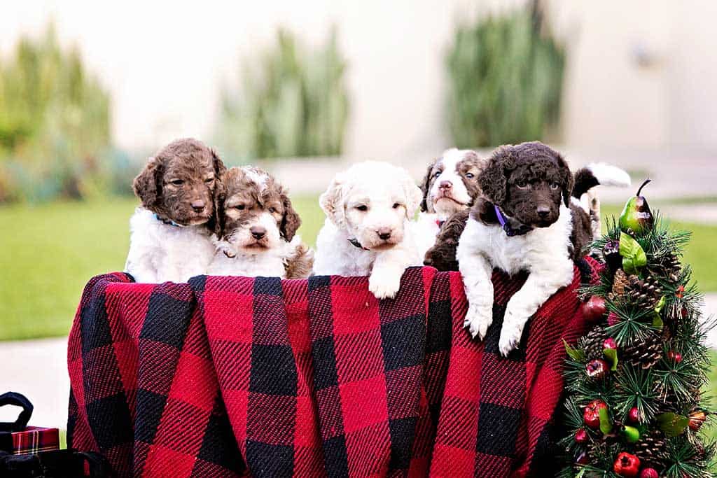 How Often Groom Goldendoodle?