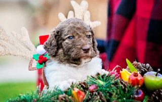 How Often to Groom Goldendoodle?