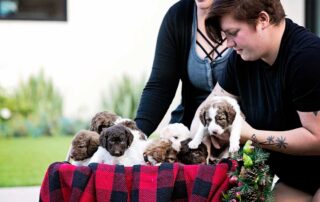 How to Trim a Goldendoodle Face at Home