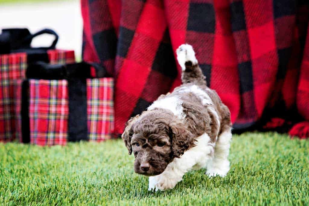 How to trim a Goldendoodle face step by step