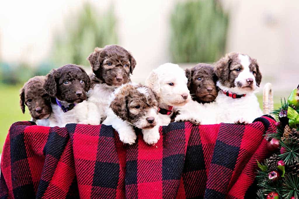 All About Goldendoodle Colors and Coats - Goldendoodle Association of North  America