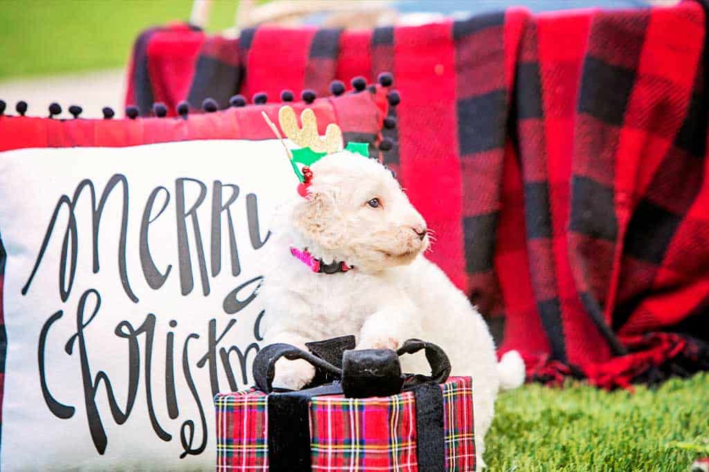 Things required for Goldendoodle face grooming.