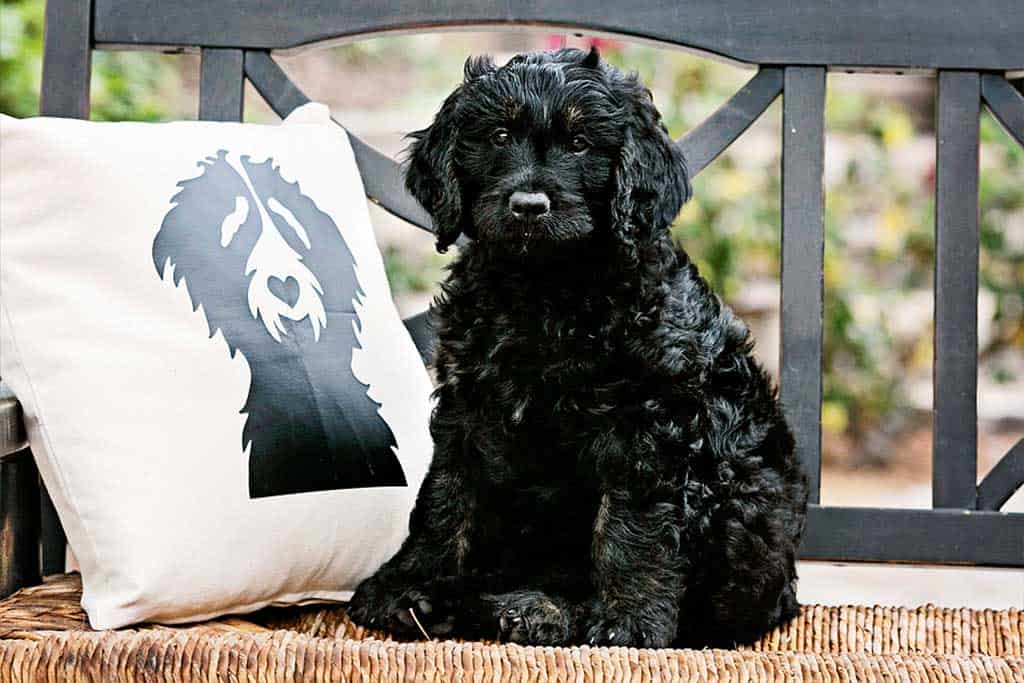 When Does a Goldendoodle's Hair Get Curly?