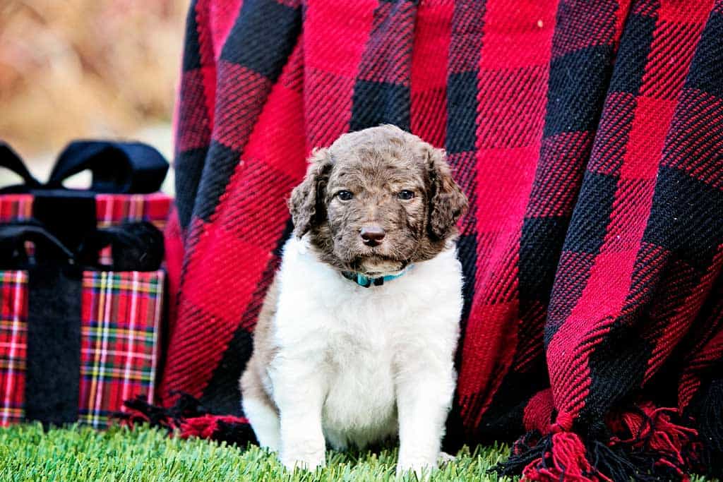 When do mini Goldendoodles shed more?