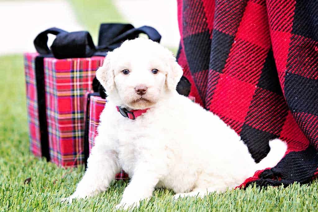 When do you need to do Goldendoodle face grooming?