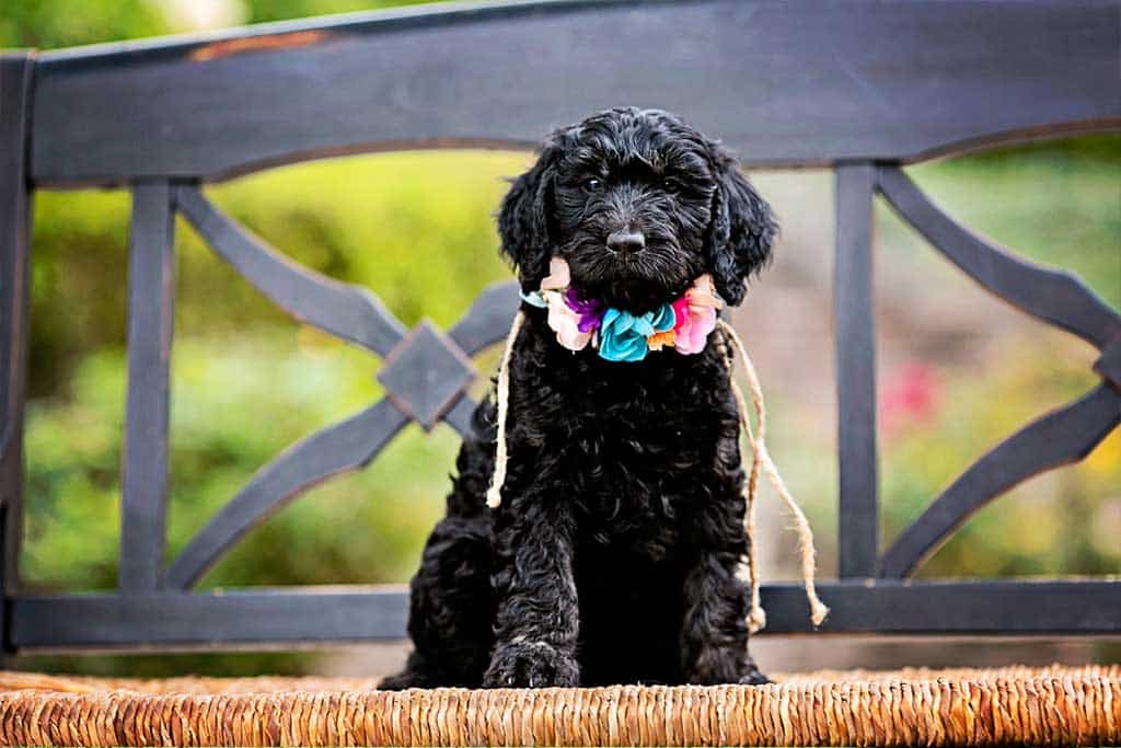 Bernedoodle Vs. Goldendoodle: Which one's harder to train? 