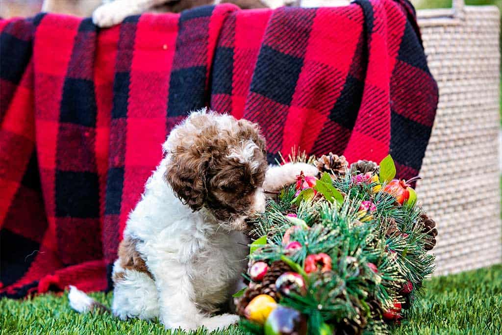 Bernedoodles Vs. Goldendoodle: Nutrition 