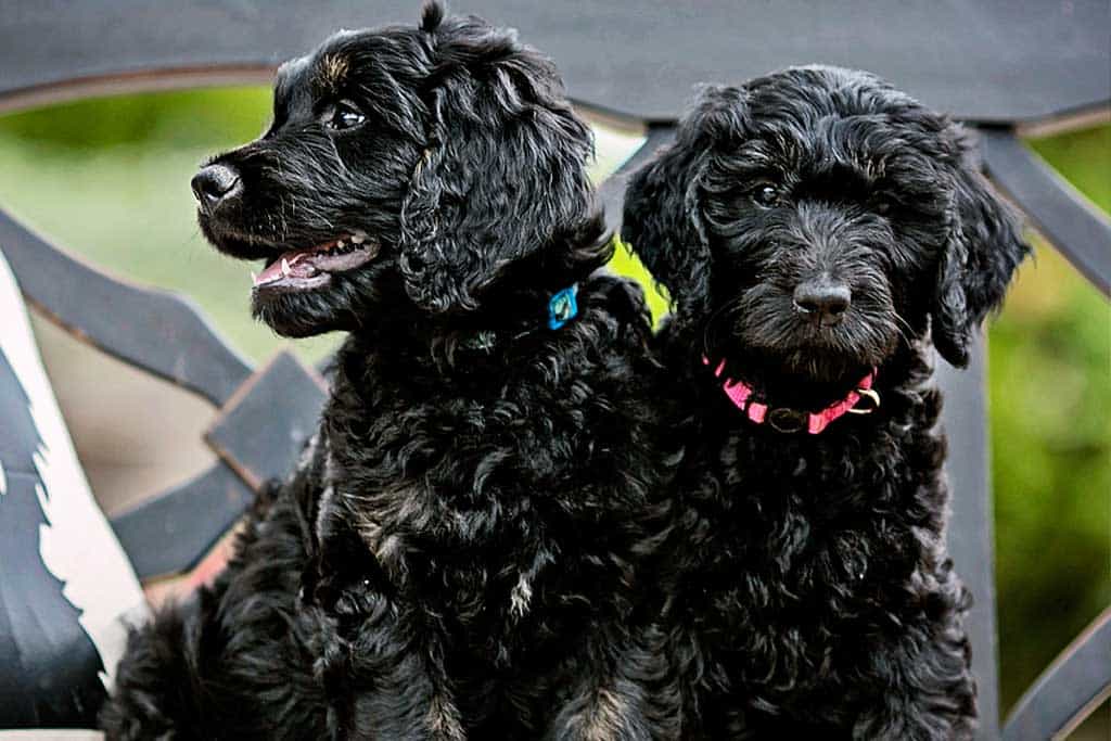 Bernedoodles Vs. Goldendoodle: Temperament 