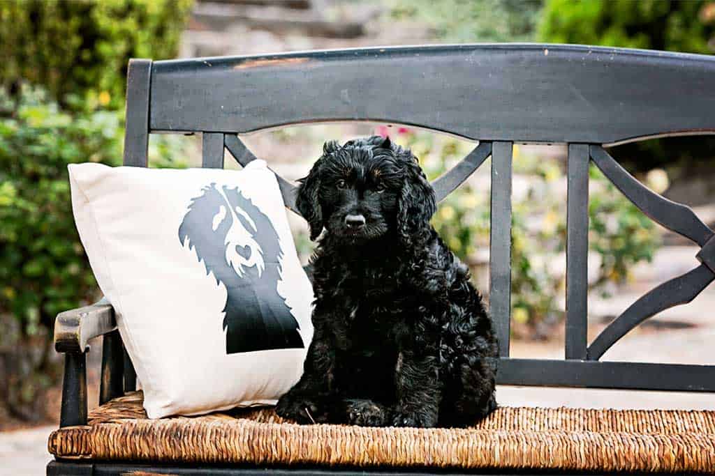 Bernedoodles Vs. Goldendoodle: The Size 