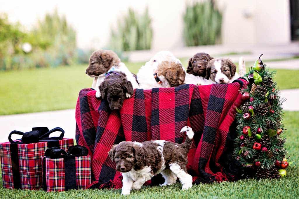 How many puppies Goldendoodles have?