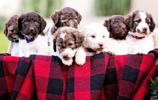 How Many Puppies Do Goldendoodles Have