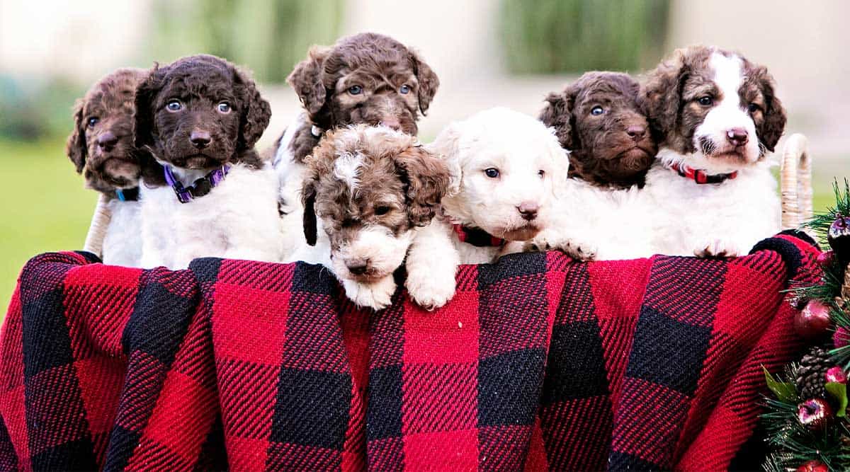 How Many Puppies Do Goldendoodles Have?