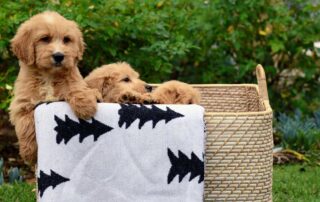 Crate Size for Goldendoodle with Expert Recommendations