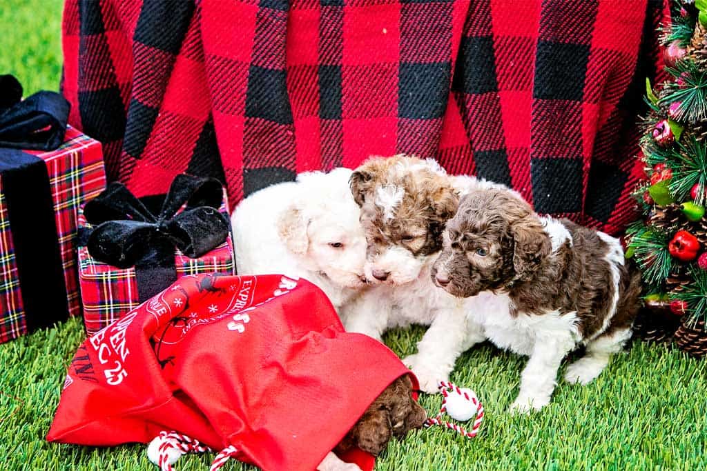 Is There A Best Time to Feed A Goldendoodle?