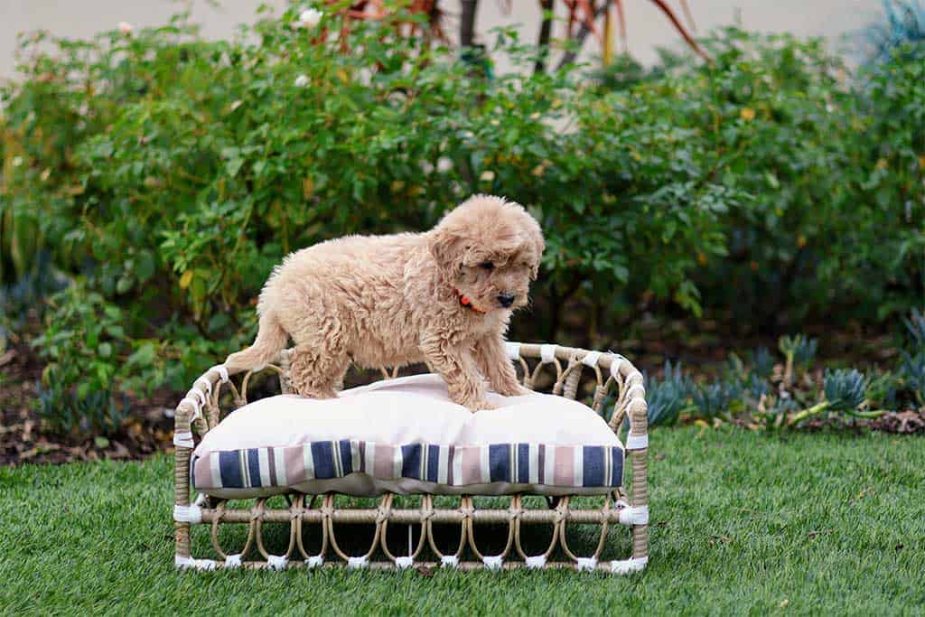 A bumblebee golden doodle Halloween costume