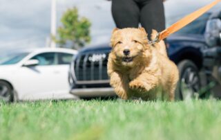 Best Harnesses for Goldendoodles