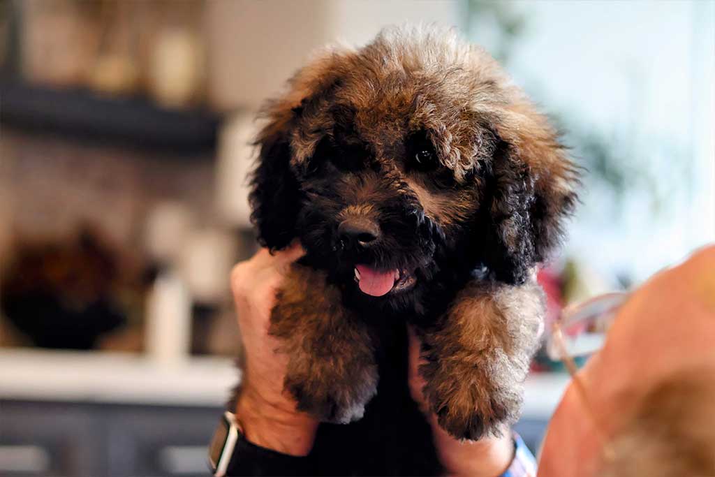 Fuzzy Goldendoodle Ornament