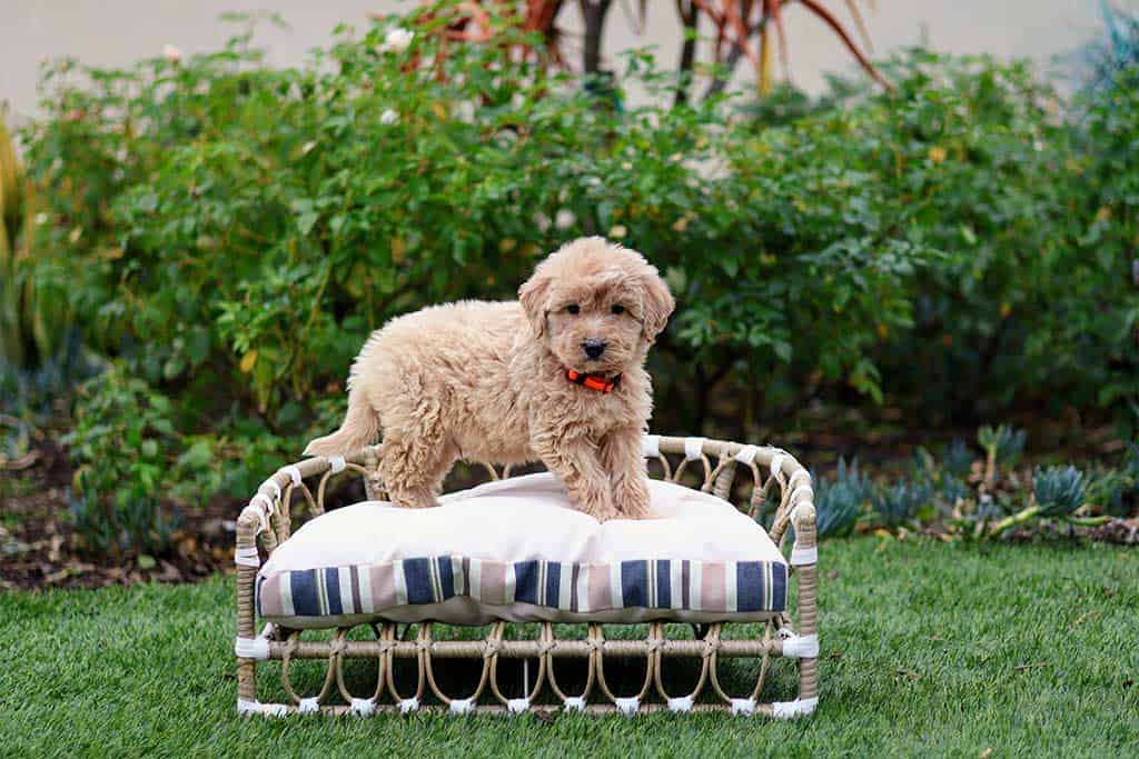 Goldendoodle Insulated Wine Tumbler 