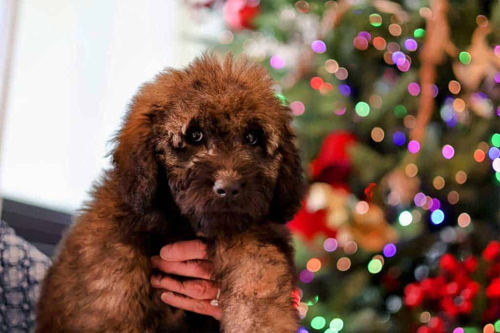 How to Choose a goldendoodle halloween costume