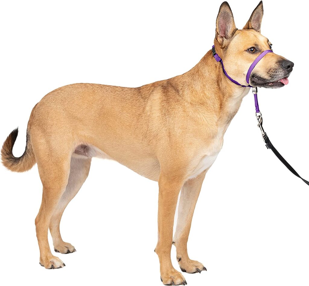 PetSafe Gentle Leader Headcollar