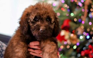 Goldendoodle Christmas Decorations Ideas