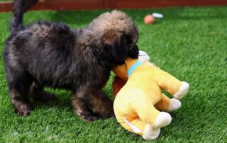 Best Goldendoodle Gifts