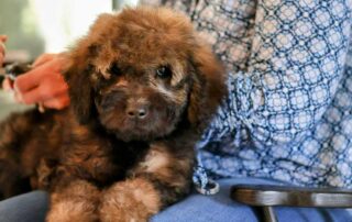 Cavapoo or Goldendoodle: Which Breed Fits Your Lifestyle