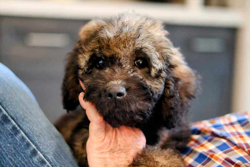 Cavapoo vs Goldendoodle Size