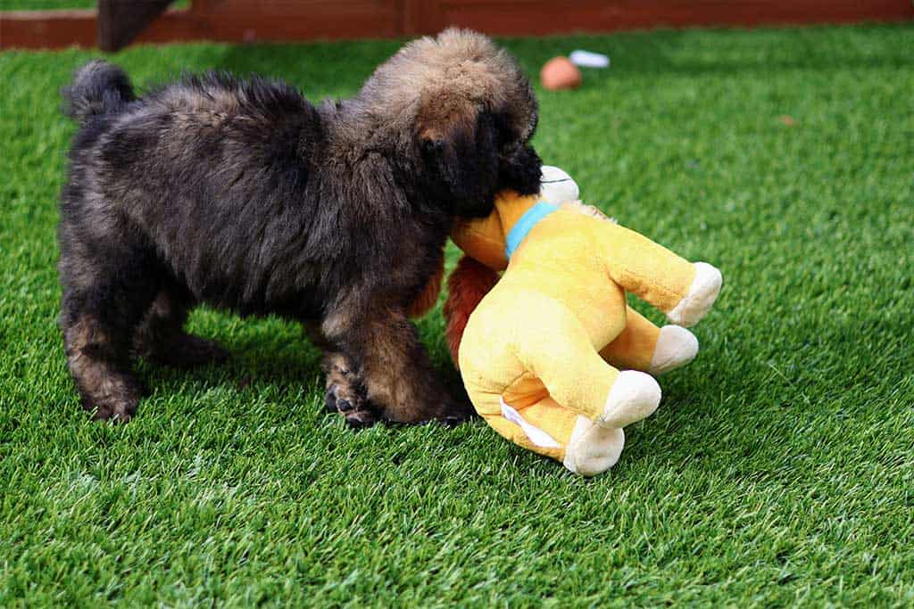 Cavapoo vs Goldendoodle Temperament